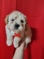 Red collar , a male Maltipoo for sale in San Antonio, TX – 7 of 7