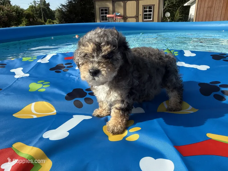 Shihpoo Merle, a male Shihpoo for sale in Westville, FL – 1 of 10