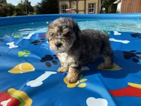Shihpoo Merle, a male Shihpoo for sale in Westville, FL – 1 of 10