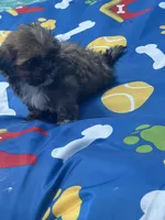 Shihtzu male, a male Shih Tzu for sale in Westville, FL – 7 of 8