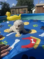 Bichon male 1, a male Bichon Frise for sale in Westville, FL – 8 of 10