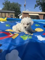 Bichon male 1, a male Bichon Frise for sale in Westville, FL – 2 of 10