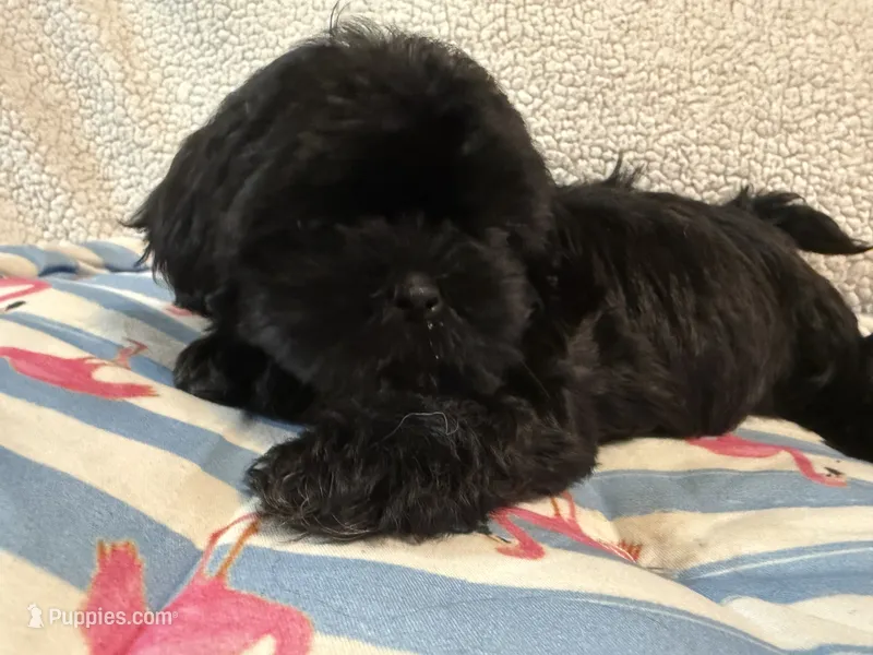 Shihtzu black male  – Shih Tzu puppy for sale in Westville, FL