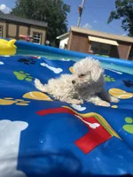 Bichon male 1, a male Bichon Frise for sale in Westville, FL – 3 of 10