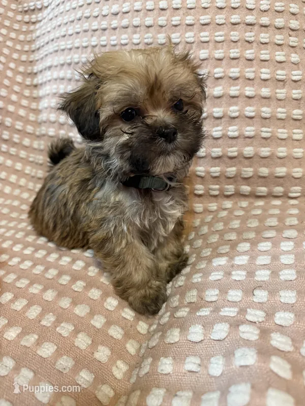 Light blue – Bichon Frise, Shih Tzu puppy for sale in Westville, FL