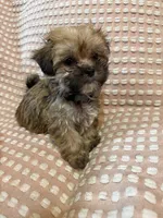 Light blue, a male Bichon Frise and Shih Tzu for sale in Westville, FL – Photo 1 of 6