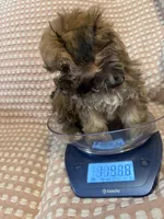 Light blue, a male Bichon Frise and Shih Tzu for sale in Westville, FL – Photo 4 of 6