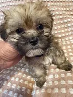 Light blue, a male Bichon Frise and Shih Tzu for sale in Westville, FL – Photo 2 of 6