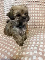 Light blue, a male Bichon Frise and Shih Tzu for sale in Westville, FL – Photo 5 of 6