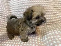 Light blue, a male Bichon Frise and Shih Tzu for sale in Westville, FL – Photo 3 of 6
