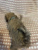 Light blue, a male Bichon Frise and Shih Tzu for sale in Westville, FL – Photo 6 of 6