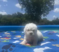 Bichon male 2, a male Bichon Frise for sale in Westville, FL – 8 of 10