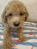 Shihpoo cream, a male Shih Tzu and Poodle - Miniature  for sale in Westville, FL – 7 of 10