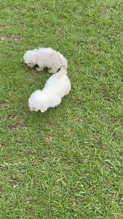 Bichon male blue, a male Bichon Frise for sale in Westville, FL – 6 of 7