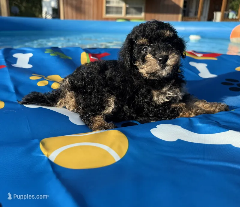 Shihpoo black and tan – Shihpoo puppy for sale in Westville, FL