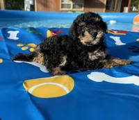 Shihpoo black and tan, a male Shihpoo for sale in Westville, FL – 1 of 10