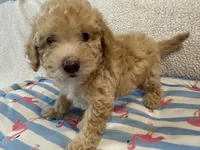 Shihpoo cream, a male Shih Tzu and Poodle - Miniature  for sale in Westville, FL – 3 of 10