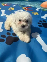 Bichon female, a female Bichon Frise for sale in Westville, FL – 4 of 7