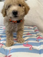 Shihpoo cream, a male Shih Tzu and Poodle - Miniature  for sale in Westville, FL – 9 of 10