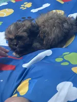 Shihtzu male, a male Shih Tzu for sale in Westville, FL – 5 of 8