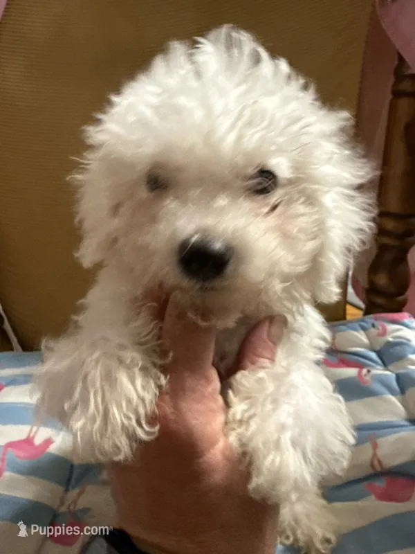 Bichon male blue – Bichon Frise puppy for sale in Westville, FL