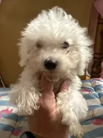 Bichon male blue, a male Bichon Frise for sale in Westville, FL – 1 of 7
