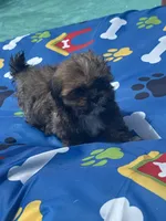 Shihtzu male, a male Shih Tzu for sale in Westville, FL – 6 of 8