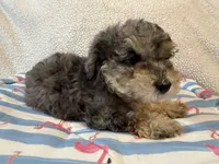 Shihpoo Merle, a male Shih Tzu and Poodle - Miniature  for sale in Westville, FL – 2 of 10
