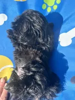 Shihtzu black male , a male Shih Tzu for sale in Westville, FL – 8 of 10