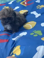 Shihtzu male, a male Shih Tzu for sale in Westville, FL – 3 of 8