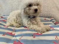 Bichon male blue, a male Bichon Frise for sale in Westville, FL – 5 of 10