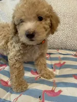 Shihpoo cream, a male Shih Tzu and Poodle - Miniature  for sale in Westville, FL – 4 of 10