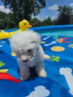 Bichon male 3, a male Bichon Frise for sale in Westville, FL – 3 of 6