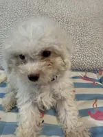 Bichon male blue, a male Bichon Frise for sale in Westville, FL – 4 of 10