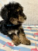 Shihpoo black and tan, a male Shih Tzu and Poodle - Miniature  for sale in Westville, FL – 7 of 10
