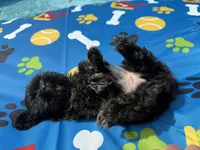 Shihtzu female, a female Shih Tzu for sale in Westville, FL – 3 of 8