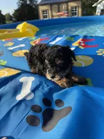 Shihpoo black and tan, a male Shihpoo for sale in Westville, FL – 9 of 10