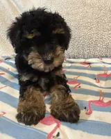 Shihpoo black and tan, a male Shih Tzu and Poodle - Miniature  for sale in Westville, FL – 6 of 10