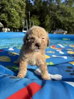 Shihpoo cream, a male Shihpoo for sale in Westville, FL – 2 of 10