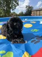 Shihtzu female, a female Shih Tzu for sale in Westville, FL – 7 of 8