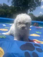 Bichon male 2, a male Bichon Frise for sale in Westville, FL – 4 of 10