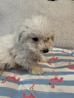 Bichon male red, a male Bichon Frise for sale in Westville, FL – 9 of 10