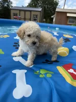 Shipoo female , a female Shihpoo for sale in Westville, FL – 8 of 10