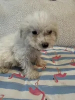 Bichon male red, a male Bichon Frise for sale in Westville, FL – 5 of 10