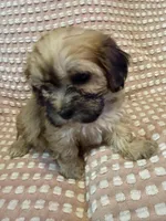 Black, a male Bichon Frise and Shih Tzu for sale in Westville, FL – Photo 5 of 7