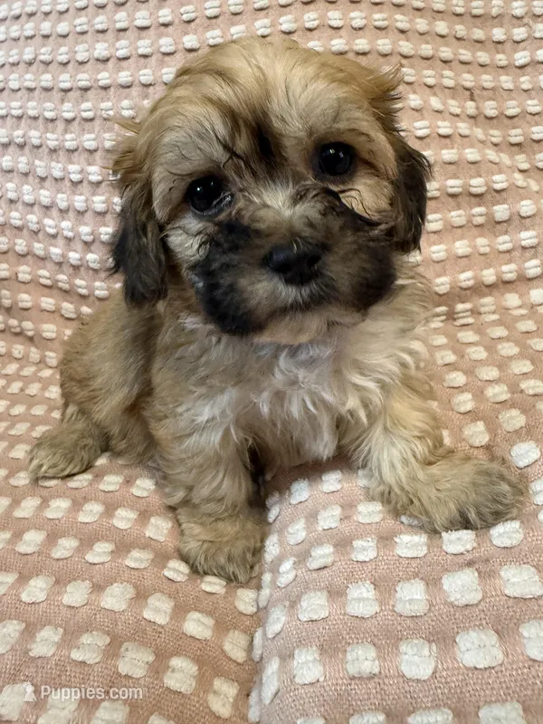 Black – Bichon Frise, Shih Tzu puppy for sale in Westville, FL