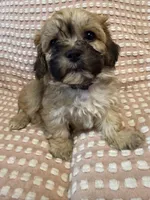 Black, a male Bichon Frise and Shih Tzu for sale in Westville, FL – Photo 4 of 7