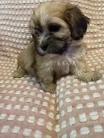 Black, a male Bichon Frise and Shih Tzu for sale in Westville, FL – Photo 3 of 7