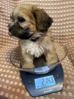 Black, a male Bichon Frise and Shih Tzu for sale in Westville, FL – Photo 2 of 7