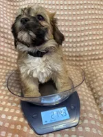 Black, a male Bichon Frise and Shih Tzu for sale in Westville, FL – Photo 6 of 7